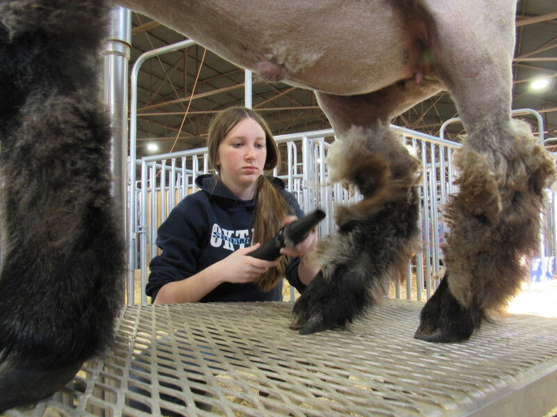 Muskogee County Livestock Show preps youth for regional show